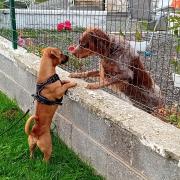 © une rencontre qui a du chien !