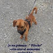 ©Filoche... un animateur qui a du chien !